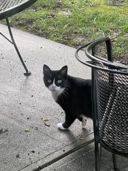 Found/Stray Unknown Cat last seen Woodward Dr, West Chester Township, OH 45069