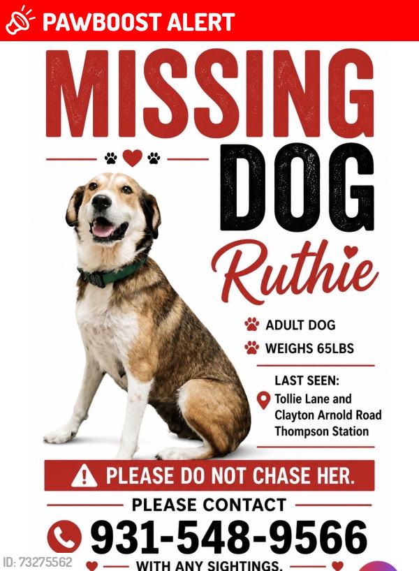 Lost Female Dog last seen Critz lane, Thompson's Station, TN 37179