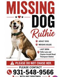 Lost Female Dog last seen Critz lane, Thompson's Station, TN 37179