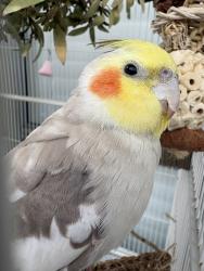 Lost Male Bird last seen Seaforth Loop, Kallaroo, WA 6025