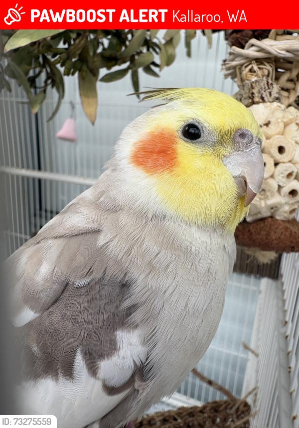 Lost Male Bird last seen Seaforth Loop, Kallaroo, WA 6025