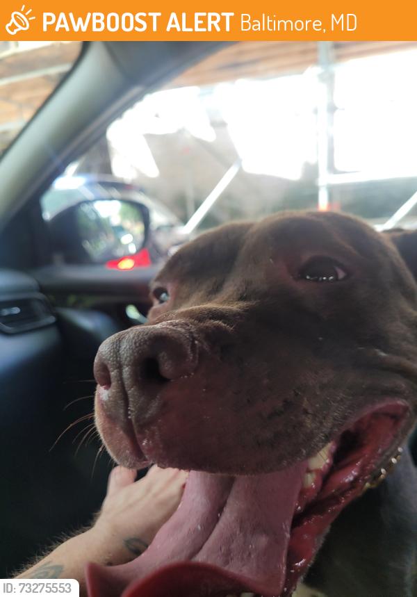 Found/Stray Female Dog last seen Old Yord rd & Cator ave, Baltimore, MD 21218