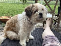 Lost Female Dog last seen Shadow tree lane, Palm Beach County, FL 33463