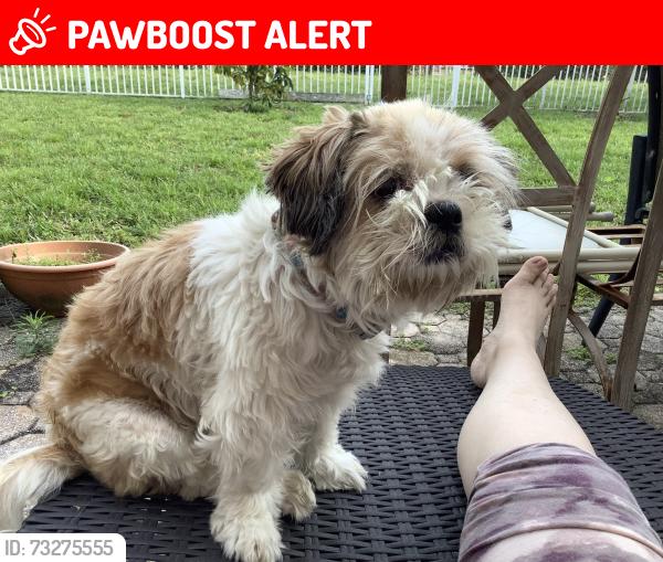Lost Female Dog last seen Shadow tree lane, Palm Beach County, FL 33463
