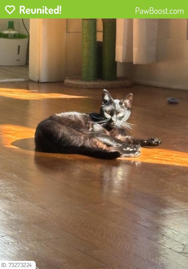 Reunited Male Cat last seen Near N Bonnie Brae St, Los Angeles, CA 90026, USA, Los Angeles, CA 90026