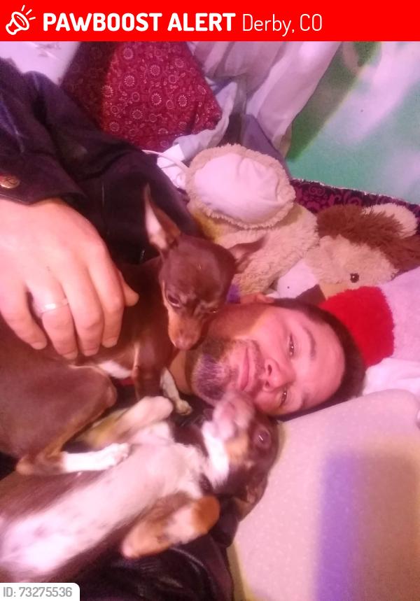 Lost Female Dog last seen 78th and pontiac, Derby, CO 80022