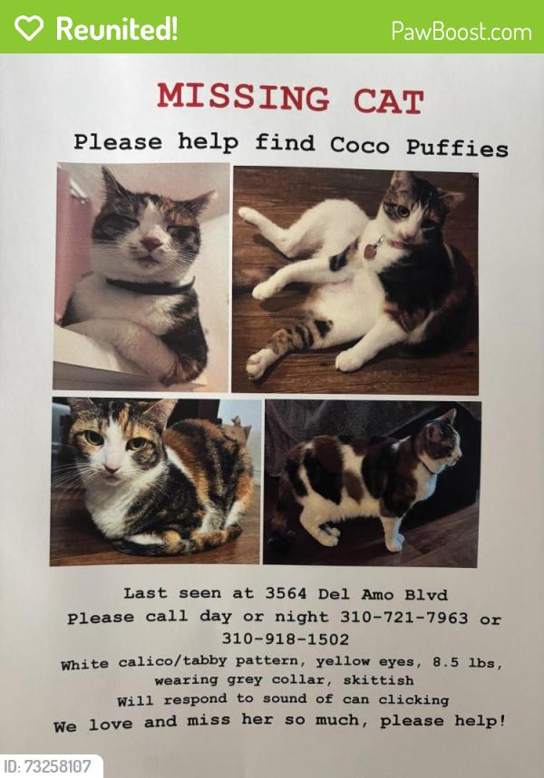 Reunited Female Cat last seen Del amo blvd and Madison, Torrance, CA 90503