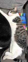 Reunited Male Cat last seen canterbury ave, Los Angeles, CA 91331