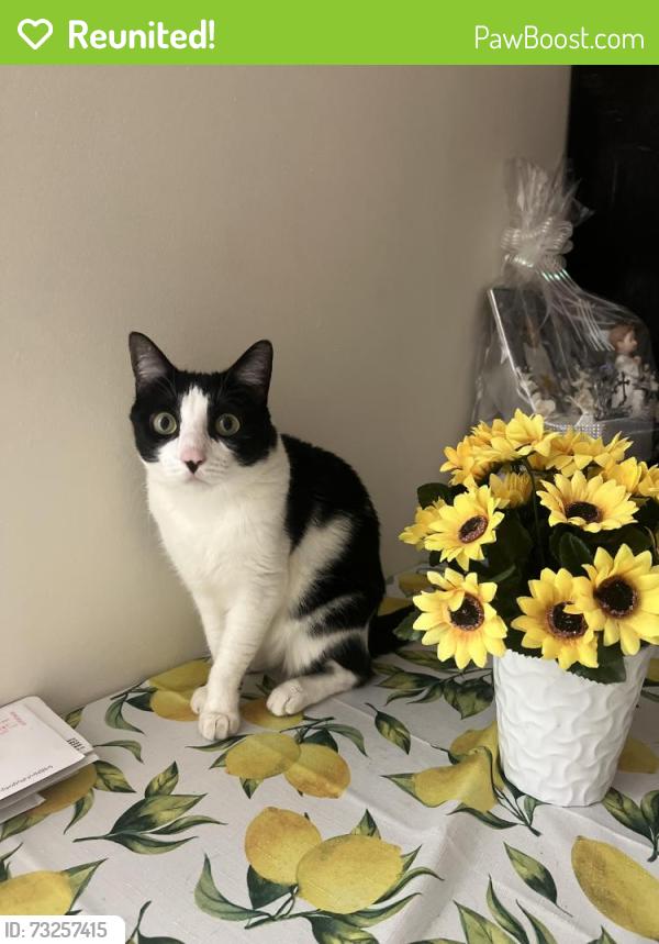 Reunited Male Cat last seen 109th st, Queens, NY 11368