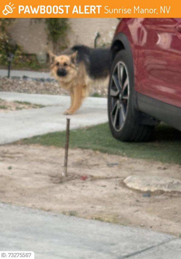 Found/Stray Unknown Dog last seen Albersons, Sunrise Manor, NV 89142