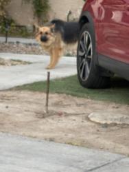 Found/Stray Unknown Dog last seen Albersons, Sunrise Manor, NV 89142