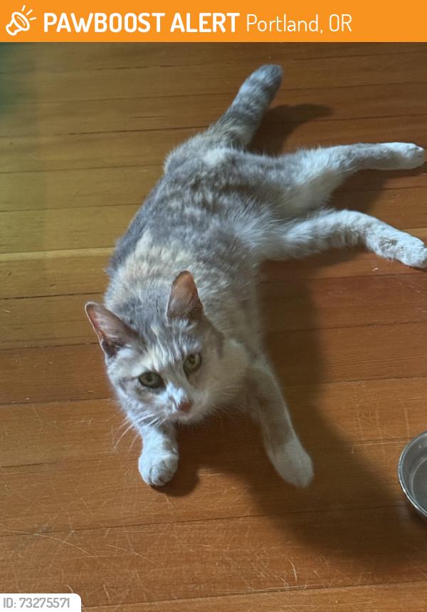 Found/Stray Unknown Cat last seen NE 30th and Emerson, Portland, OR 97211
