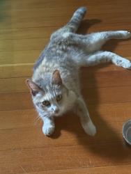 Found/Stray Unknown Cat last seen NE 30th and Emerson, Portland, OR 97211