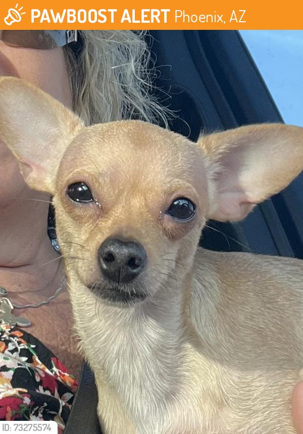Found/Stray Female Dog last seen Near ave Dunlap, Phoenix, AZ 85020