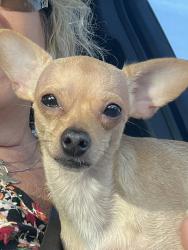 Found/Stray Female Dog last seen Near ave Dunlap, Phoenix, AZ 85020