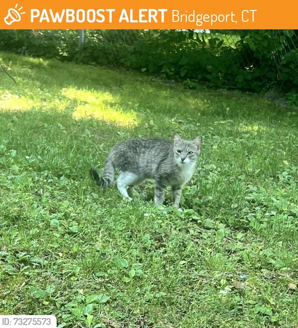 Found/Stray Female Cat last seen Vincelette, Bridgeport, CT 06606