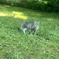 Found/Stray Female Cat last seen Vincelette, Bridgeport, CT 06606