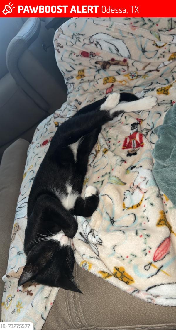 Lost Male Cat last seen 91st & red cliff ave, Odessa, TX 79765