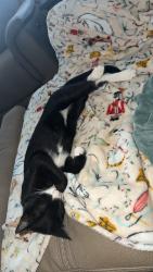 Lost Male Cat last seen 91st & red cliff ave, Odessa, TX 79765