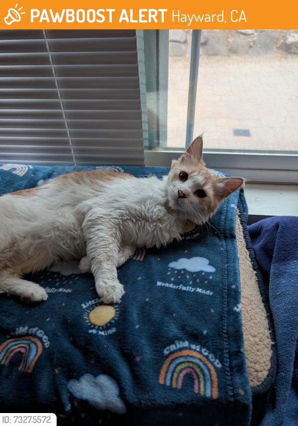 Found/Stray Female Cat last seen 2nd Street, Hayward, CA 94541