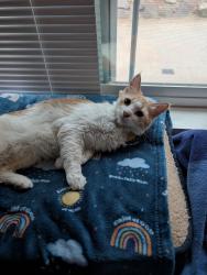 Found/Stray Female Cat last seen 2nd Street, Hayward, CA 94541