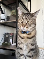 Reunited Male Cat last seen 3rd st cohoes ny, Cohoes, NY 12047