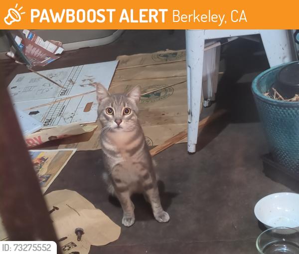Found/Stray Unknown Cat last seen Ashby Ave & Newbury st (near Ashby Bart), Berkeley, CA 94703