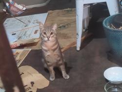 Found/Stray Unknown Cat last seen Ashby Ave & Newbury st (near Ashby Bart), Berkeley, CA 94703