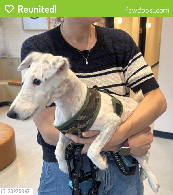 Reunited Female Dog last seen Near the Mormon center, Queens, NY 11377