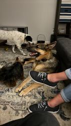 Lost Female Dog last seen Allwood, North Little Rock, AR 72116