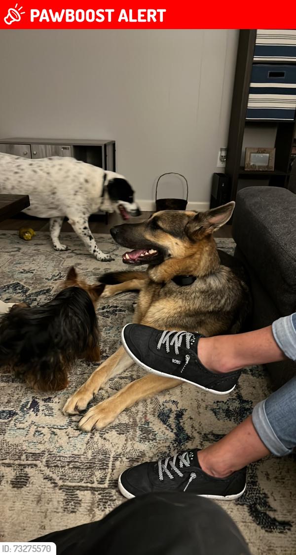 Lost Female Dog last seen Allwood, North Little Rock, AR 72116