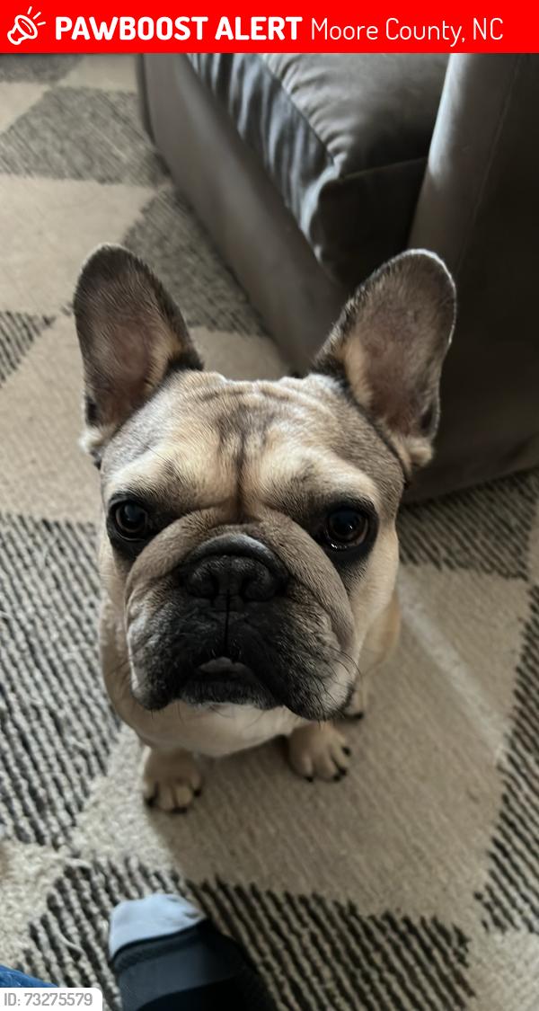 Lost Male Dog last seen Chicken Plant and Bowman Rd, Moore County, NC 28315
