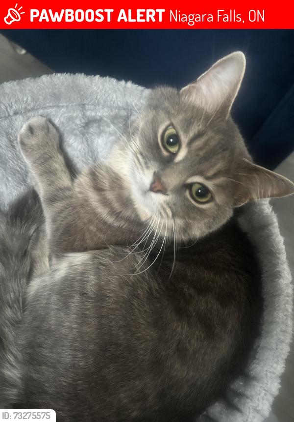 Lost Male Cat last seen Garner Road, Niagara Falls, ON 14303