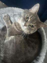 Lost Male Cat last seen Garner Road, Niagara Falls, ON 14303