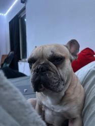 Lost Male Dog last seen Kingsboro Grinnel, Colorado Springs, CO 80911