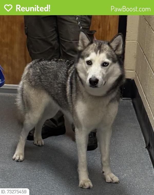 Reunited Female Dog last seen Van Wagoner Ave Clifton, Clifton, NJ 07013