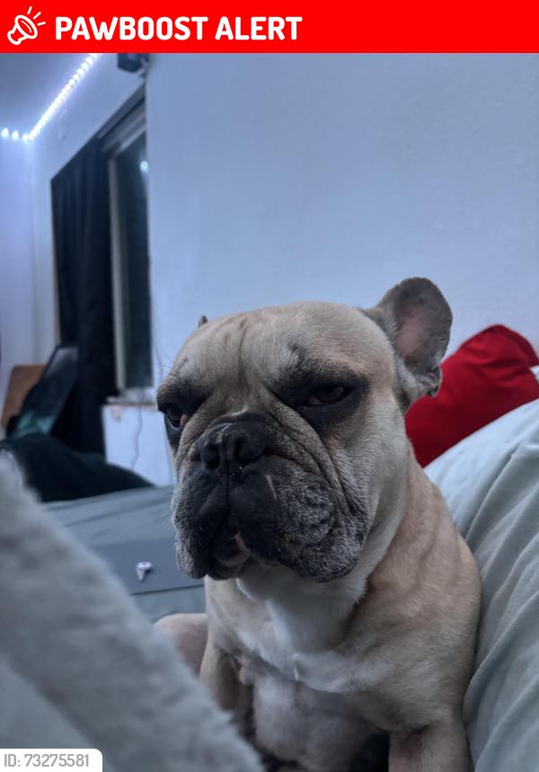 Lost Male Dog last seen Kingsboro Grinnel, Colorado Springs, CO 80911
