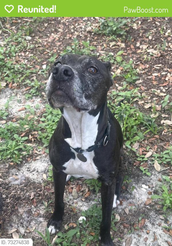 Reunited Female Dog last seen Connechusett Road and Poinsettia, Tampa, FL 33617