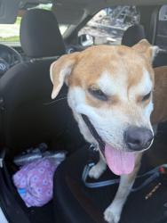 Reunited Male Dog last seen University park drive, University Park, IL 60484