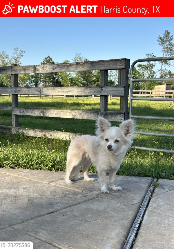 Lost Female Dog last seen Greeley Lake Dr, Harris County, TX 77493