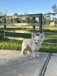 Lost Female Dog last seen Greeley Lake Dr, Harris County, TX 77493