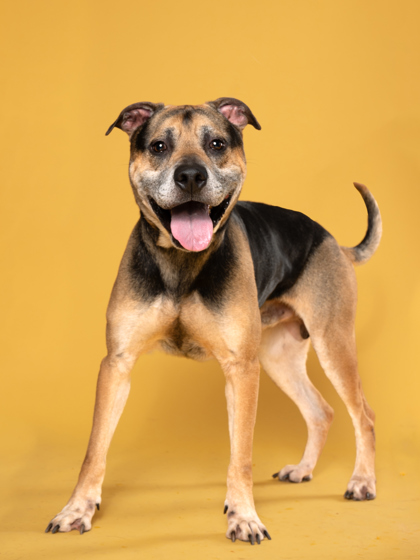 Shelter Stray Male Dog last seen Near lathrop st, Atlanta, GA, 1251 Fulton Industrial Blvd NW, Atlanta, GA 30336, USA