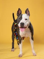 Shelter Stray Female Dog last seen 5300-1600 JONESBORO RD, Union City, GA, 1251 Fulton Industrial Blvd NW, Atlanta, GA 30336, USA