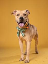 Shelter Stray Male Dog last seen Near GOODSON RD, Union City, GA, 1251 Fulton Industrial Blvd NW, Atlanta, GA 30336, USA