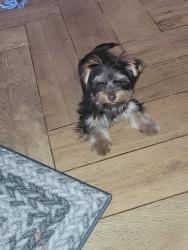 Reunited Female Dog last seen Central n primrose street, Orlando, FL 32803