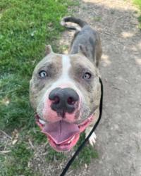 Shelter Stray Male Dog last seen Near Windsor Mill, 21219, MD, 2490 Giles Rd, Baltimore, MD 21225, USA