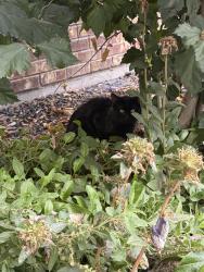Found/Stray Unknown Cat last seen Ten Mile Rd & Ustick Rd, Meridian, ID 83646