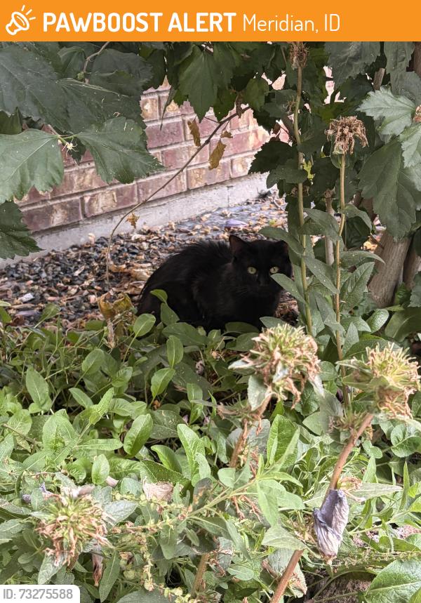 Found/Stray Unknown Cat last seen Ten Mile Rd & Ustick Rd, Meridian, ID 83646