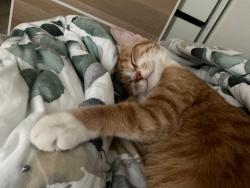 Lost Female Cat last seen Hampshire st, Pearland, TX 77581
