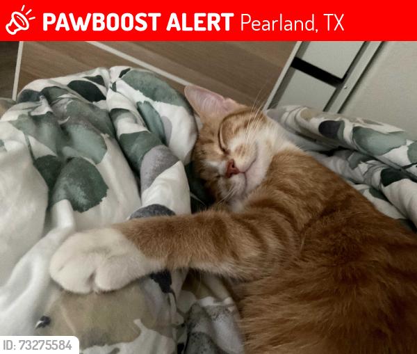 Lost Female Cat last seen Hampshire st, Pearland, TX 77581
